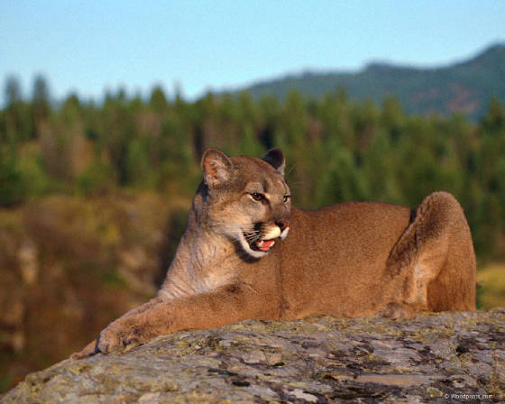 cougar.jpg